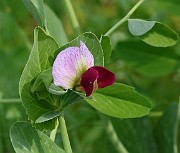 Pisum sativum var. arvense