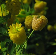 Trifolium aureum