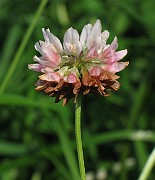 Trifolium hybridum