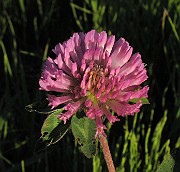 Trifolium pratense
