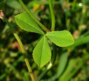 Trifolium resupinatum