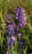 Vicia cracca