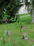 Vicia sepium