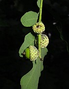 IMG_3401