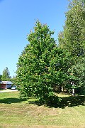 IMG_6643