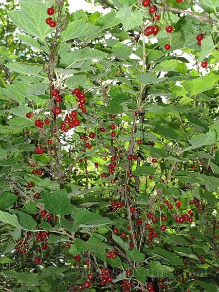 IMG_7899.JPG