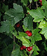 IMG_3758