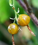 IMG_6768