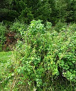 IMG_5698