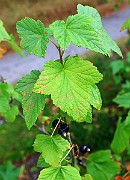 IMG_6731