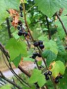 IMG_6734