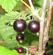 IMG_8409