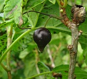 Ribes nigrum