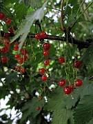 Ribes rubrum