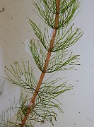 IMG_6207
