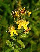 IMG_0203_cr