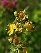 IMG_0206