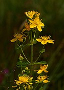 IMG_0210