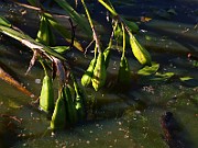 IMG_2019