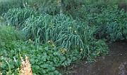 IMG_3703
