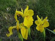 Iris_pseudacorus1