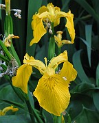 Iris pseudacorus