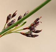 IMG_0127