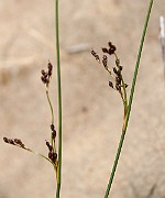 IMG_0130