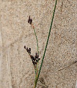 IMG_0131
