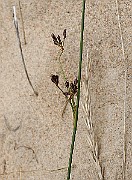 IMG_0132