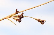 IMG_0547