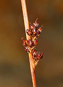 IMG_0551