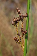 IMG_0930