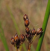 IMG_0931