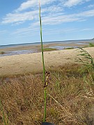 IMG_0932