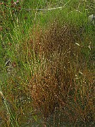 IMG_4799