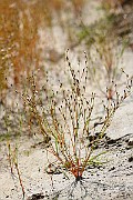 IMG_6581