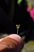 IMG_2451