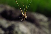 IMG_2452