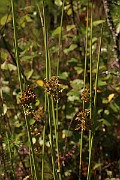 IMG_1171