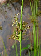IMG_3706
