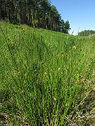 IMG_4225