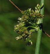IMG_7781