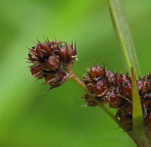 IMG_6585b.jpg