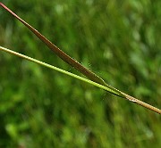 IMG_0086