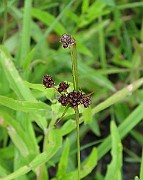 IMG_6581