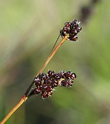 IMG_7167