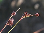 IMG_7170