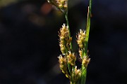IMG_6015