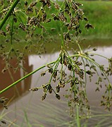 IMG_6393